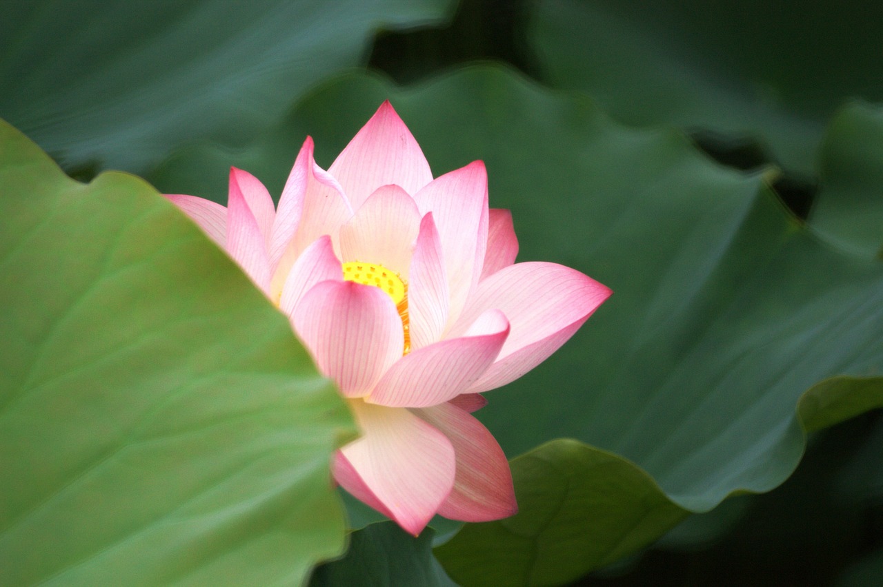 lotus plant foliage free photo