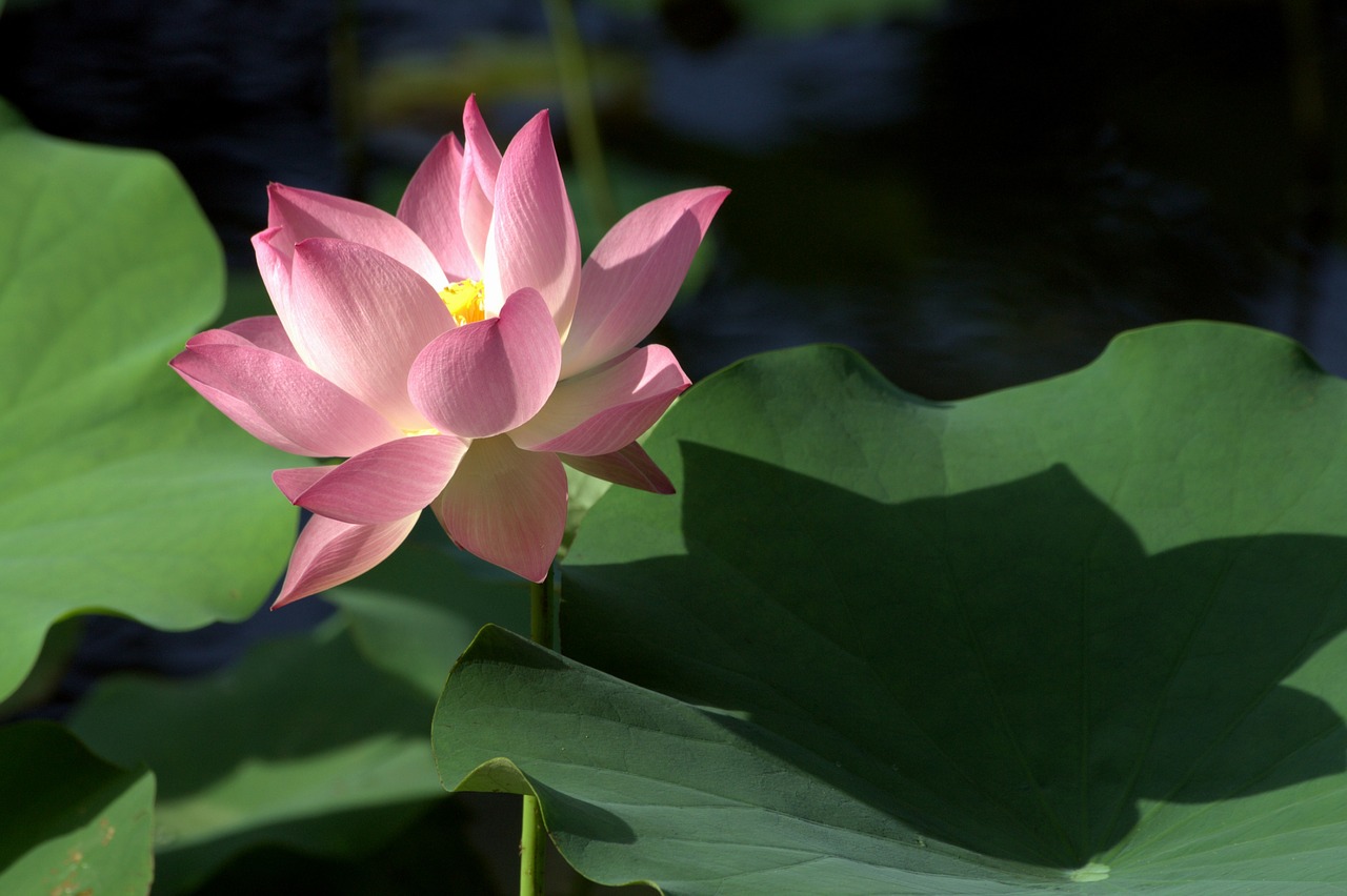 lotus plant flower free photo