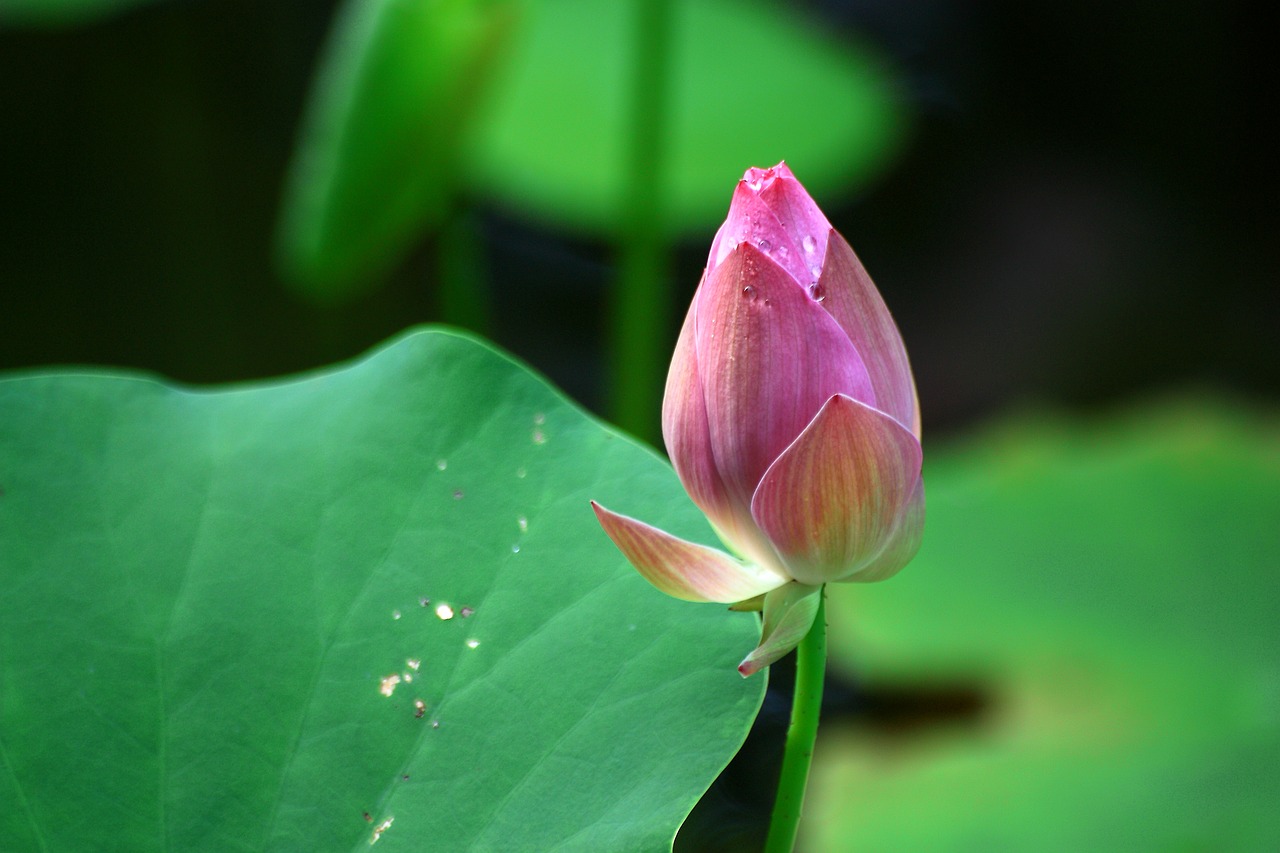 lotus dutch leaf free photo