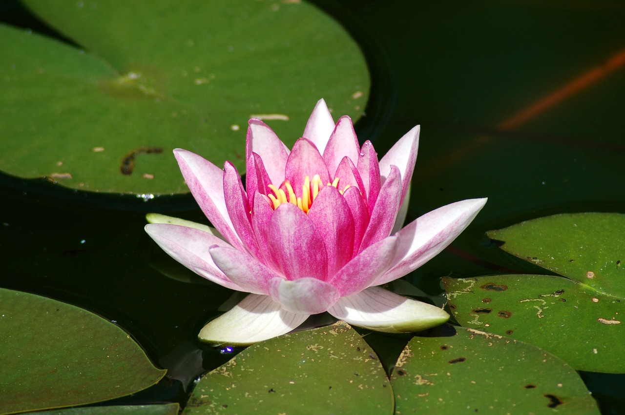 lotus aquatic lily free photo