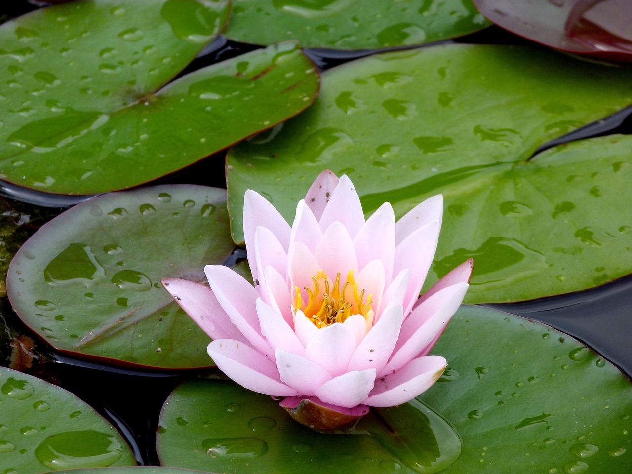 lotus lily aquatic free photo