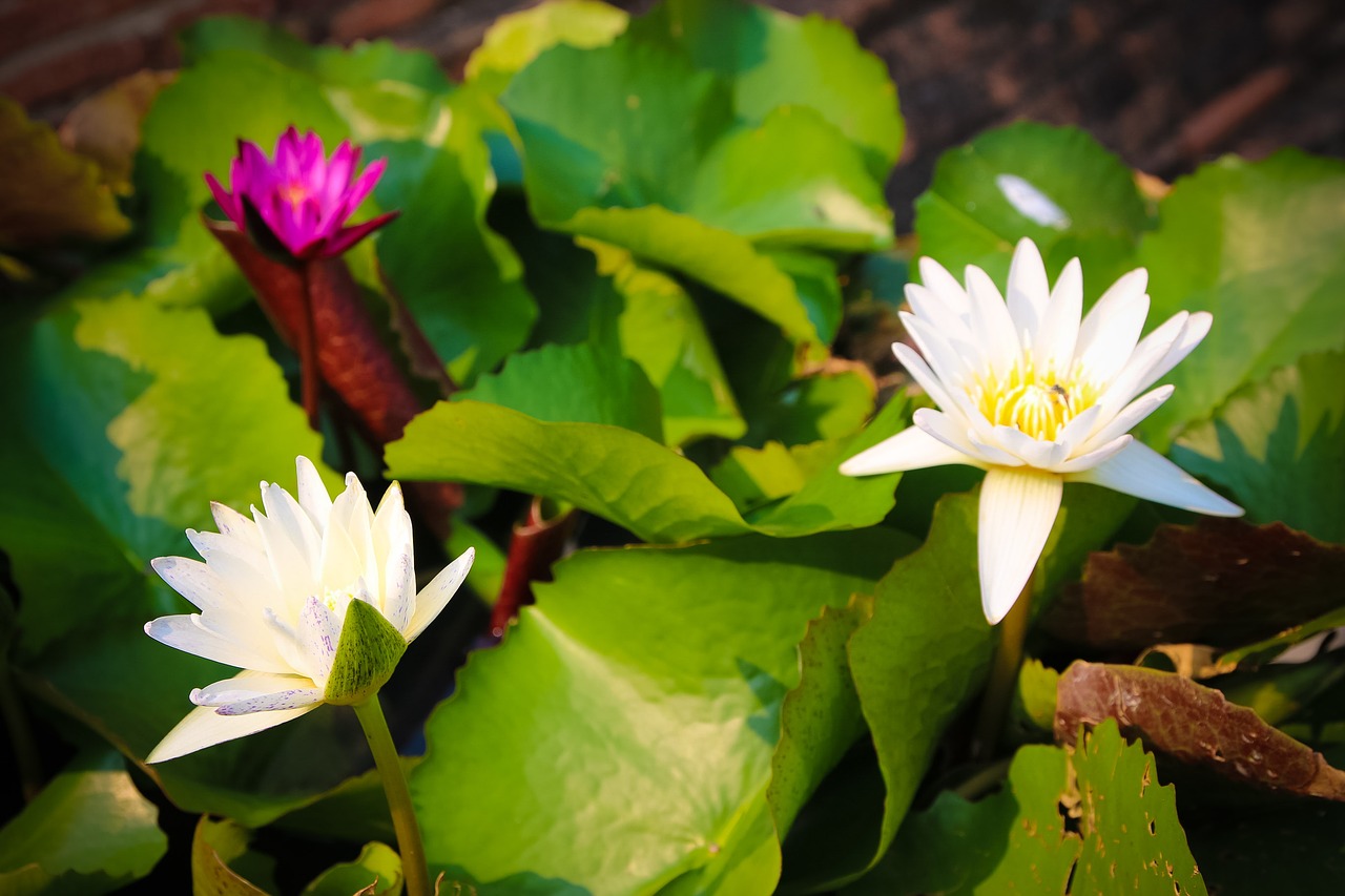 lotus flower free pictures free photo