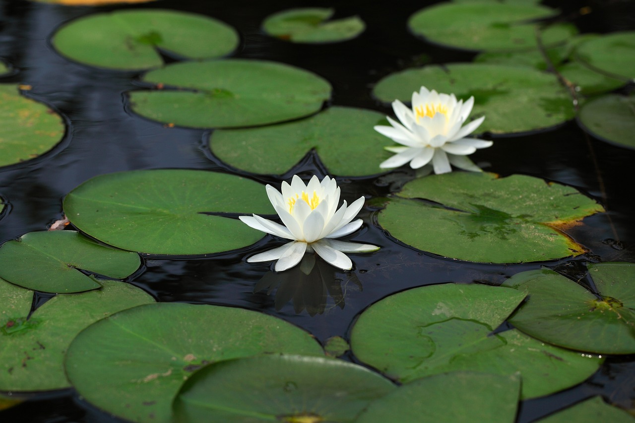 lotus lily aquatic free photo