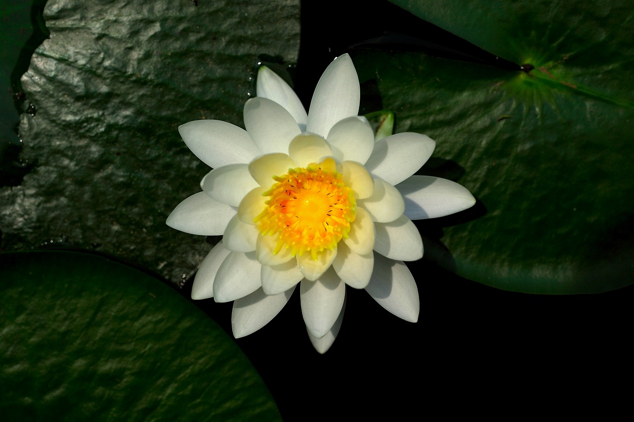 lotus lily aquatic free photo