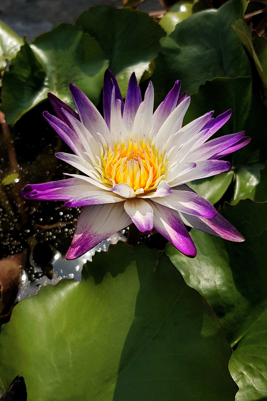 lotus waterlily pond free photo