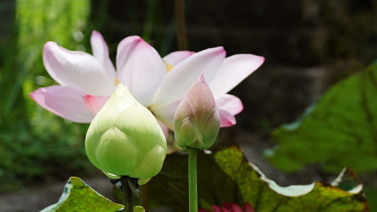 lotus flower plant free photo