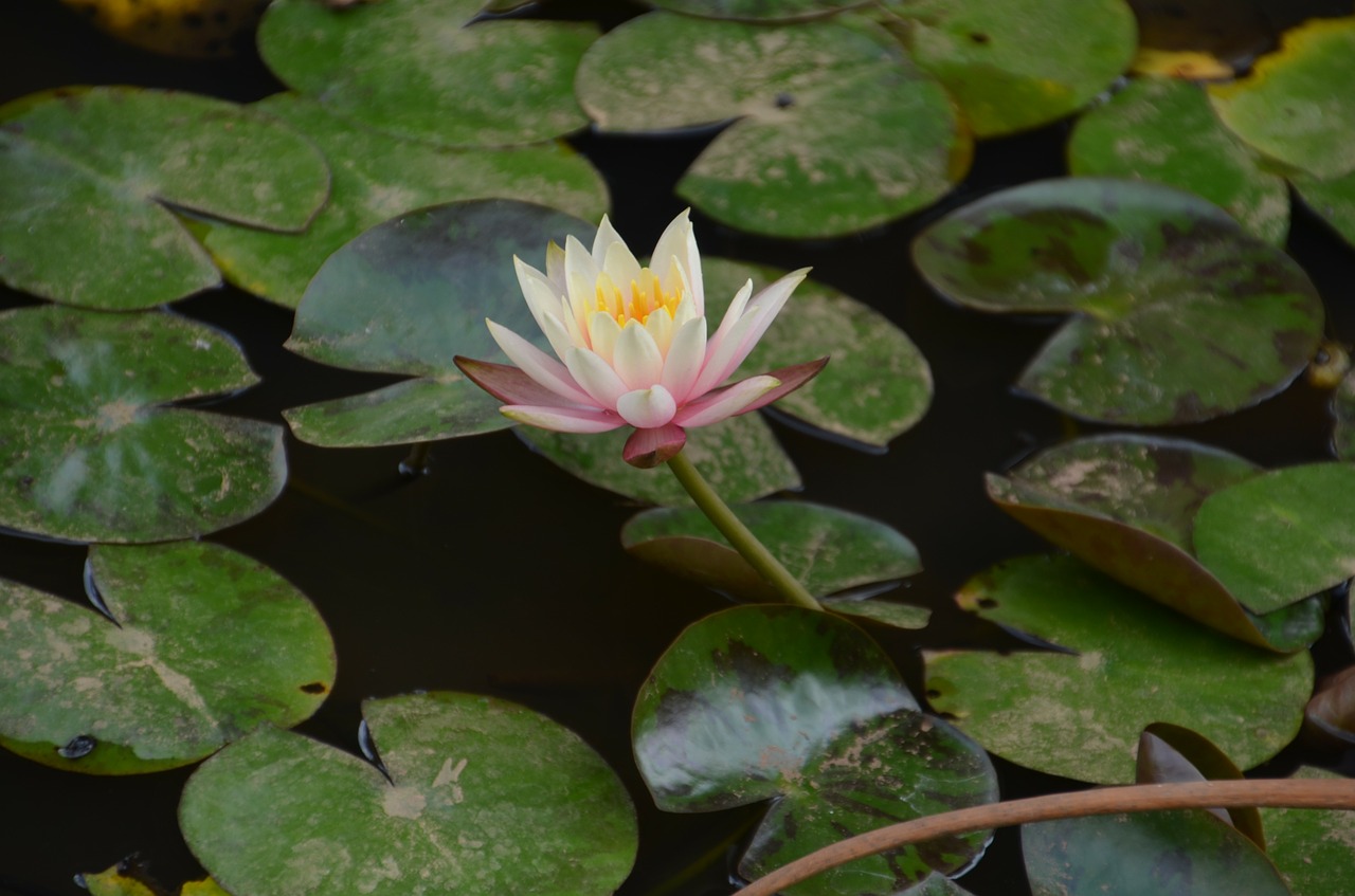 lotus flower water lily free photo