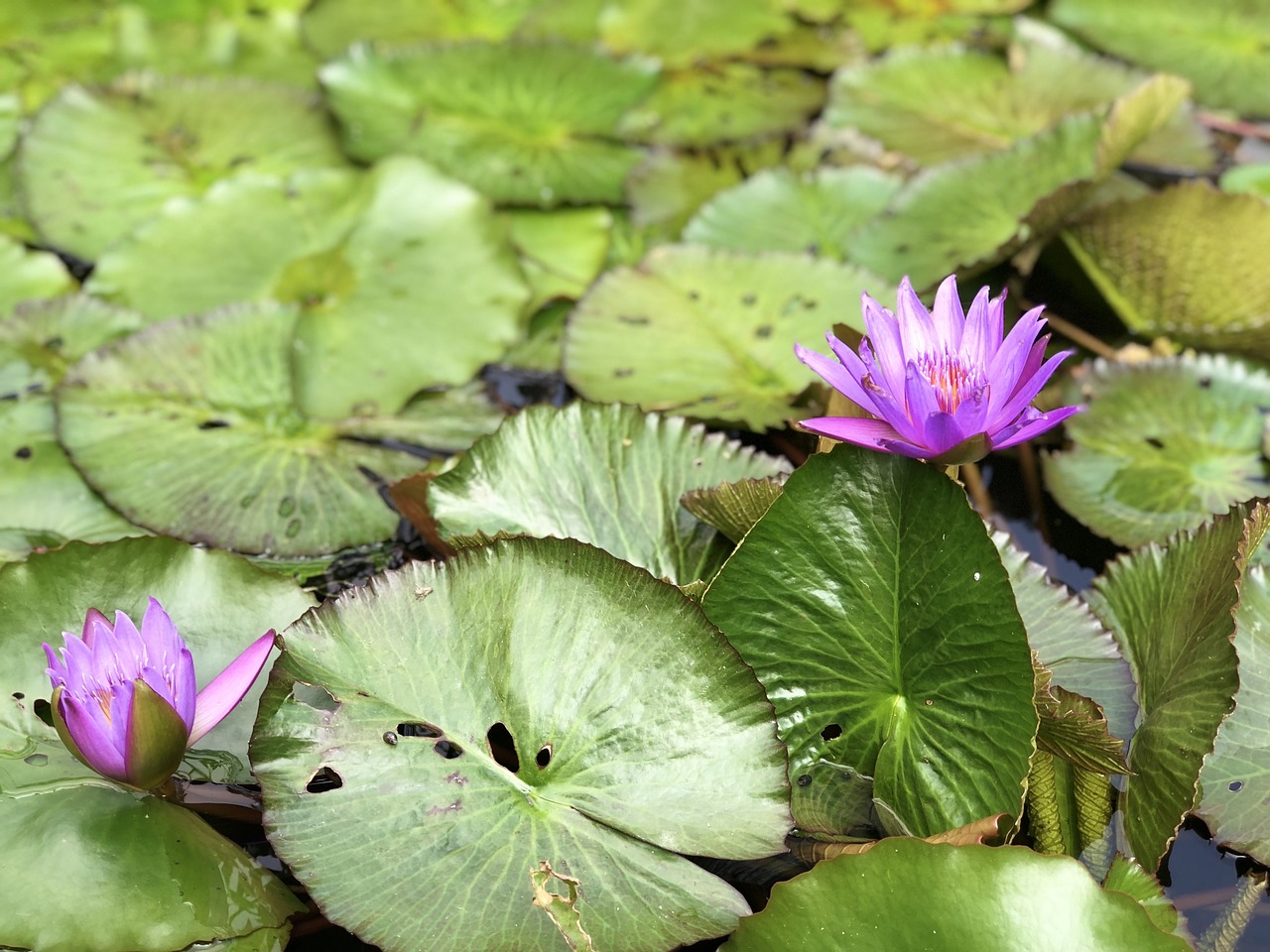 lotus pond plant free photo