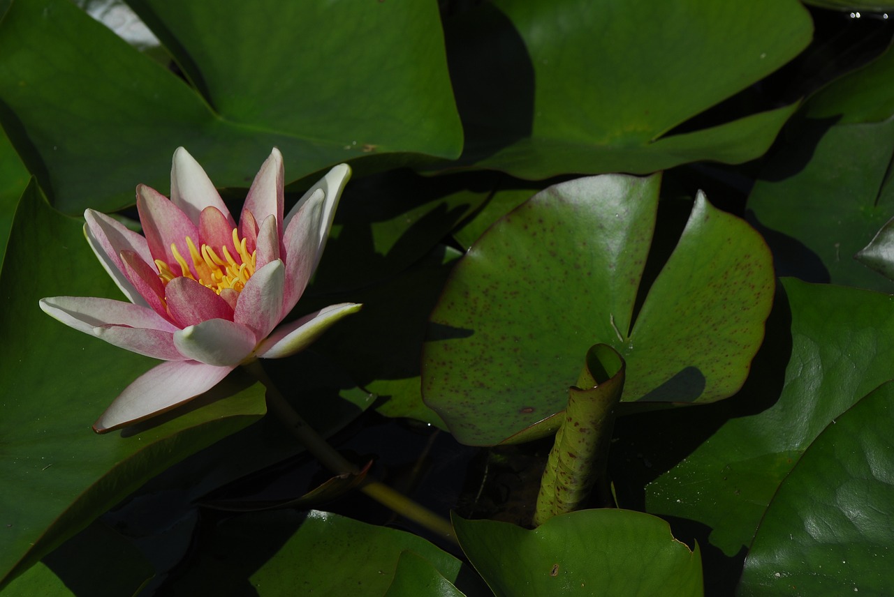 lotus leaf plant free photo