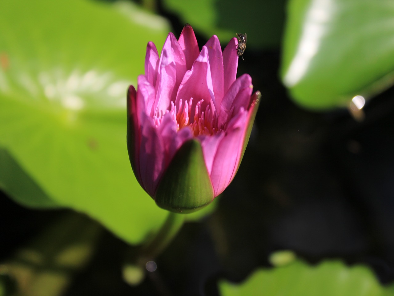 lotus pink free pictures free photo