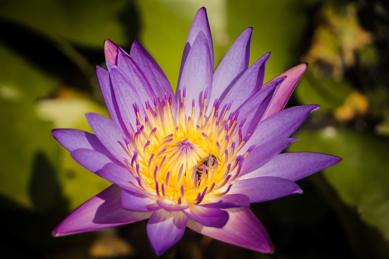 lotus pool flora free photo