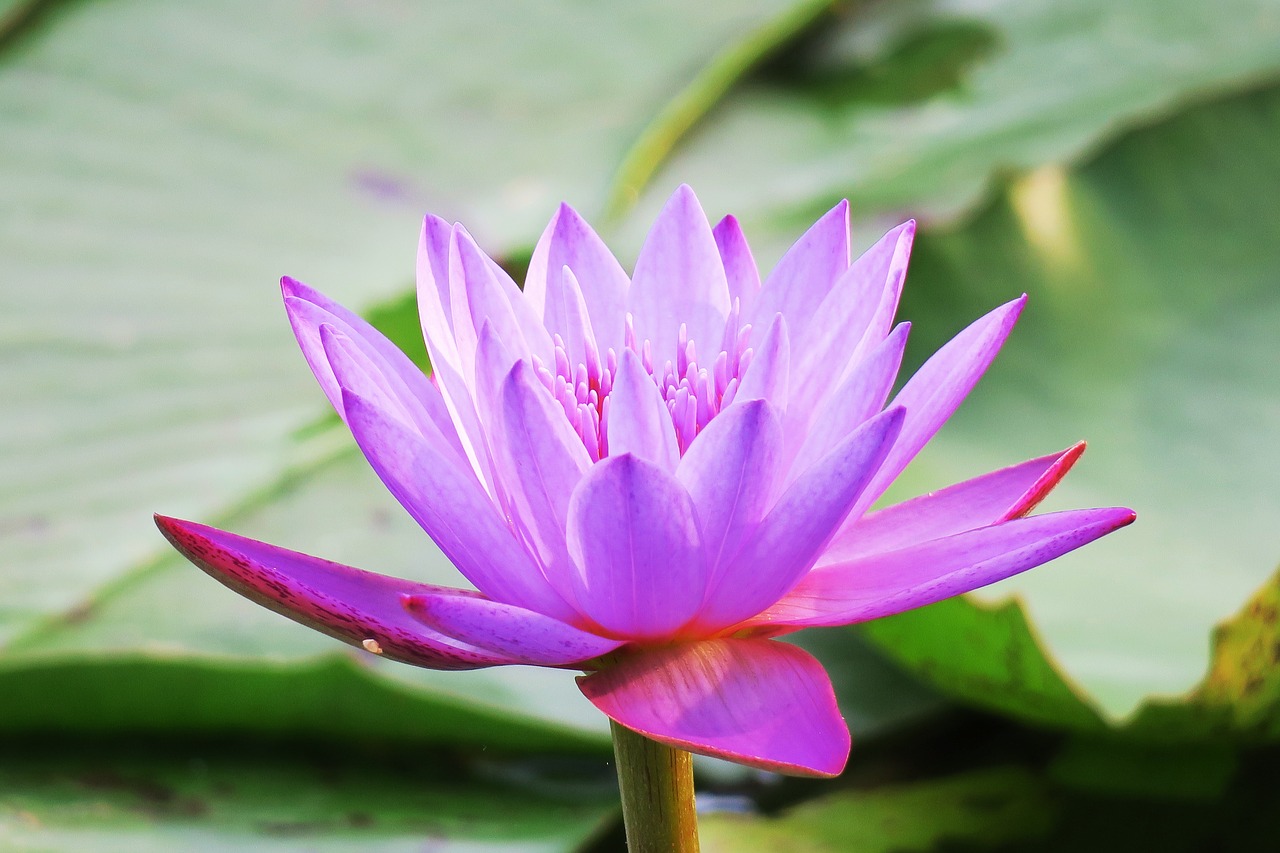 lotus pond aquatic plants free photo