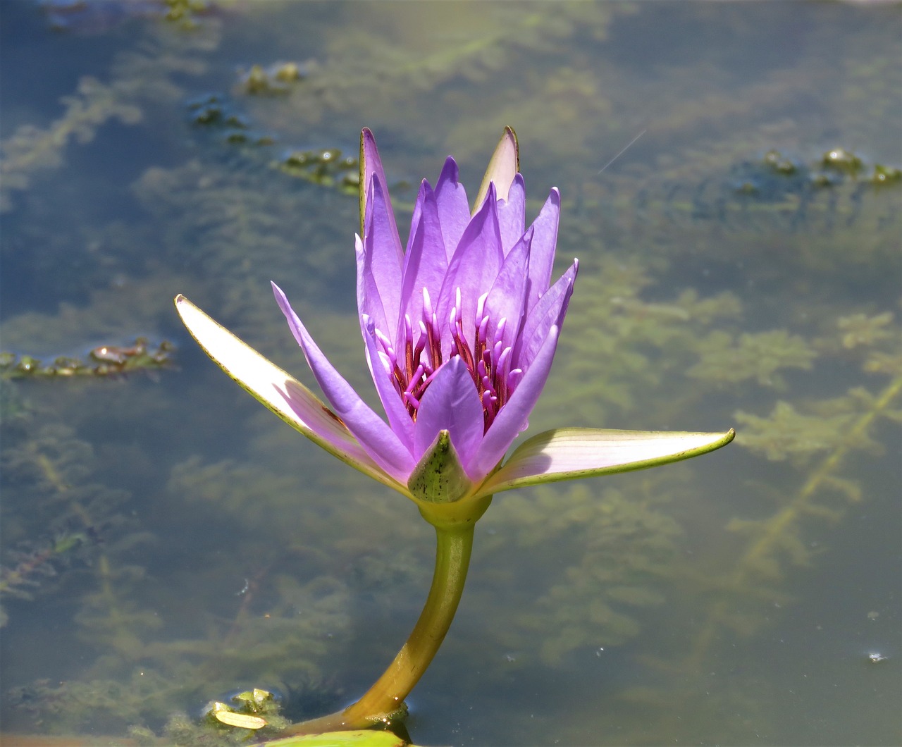 lotus pool aquatic free photo