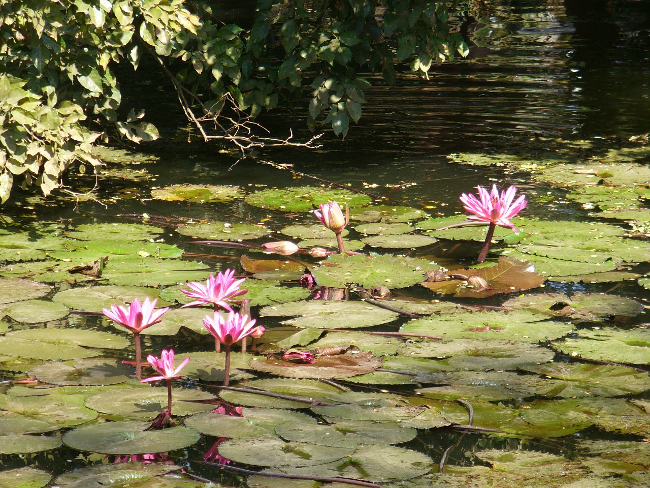 lotus flower blossom free photo