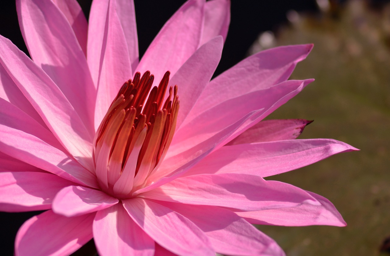 lotus  flower  flora free photo