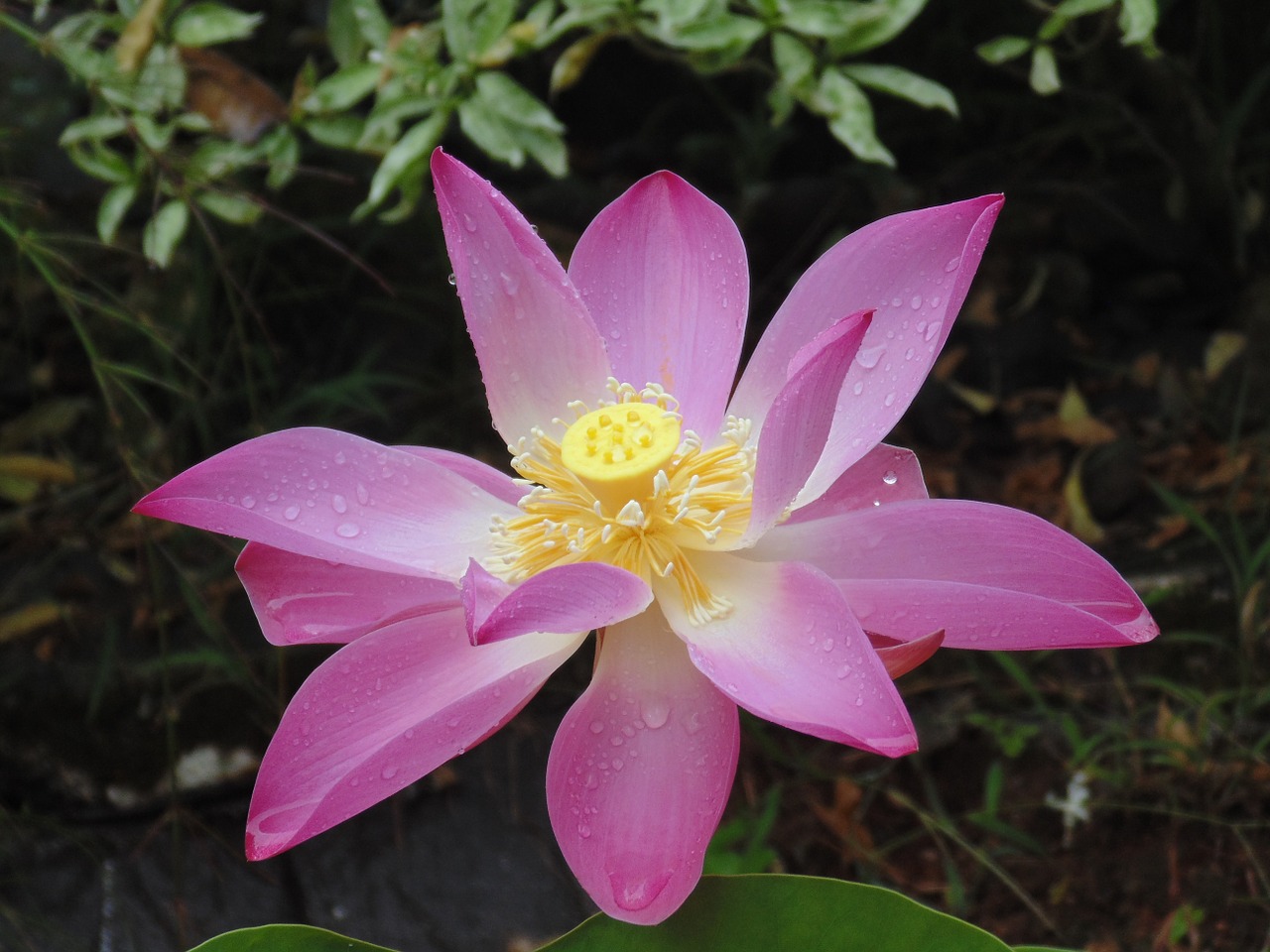 lotus flowers plants free photo