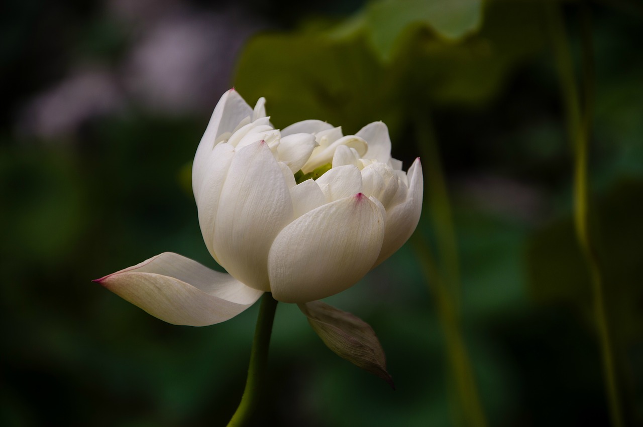 lotus  plant  nature free photo