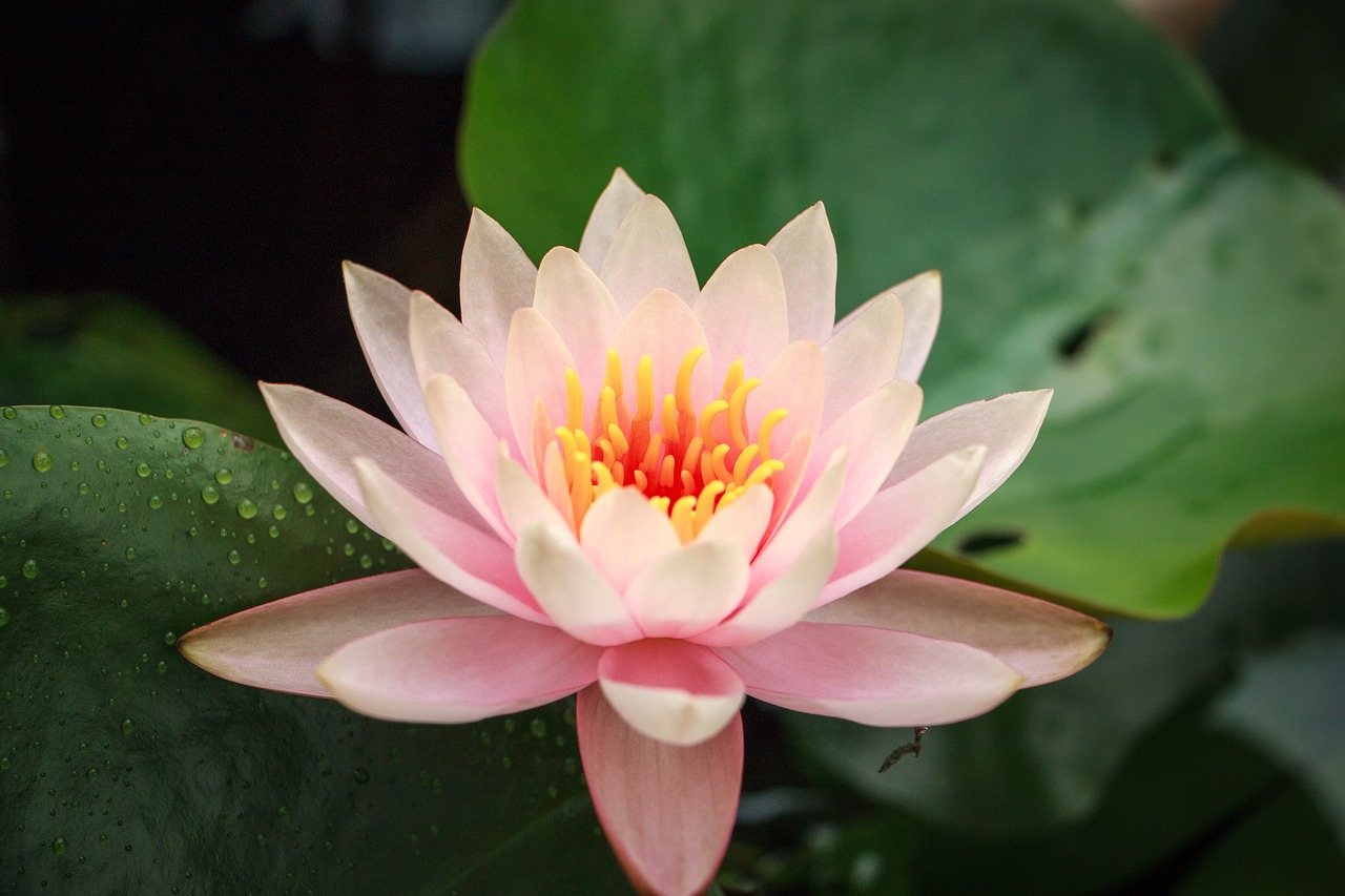 lotus  flower  plant free photo
