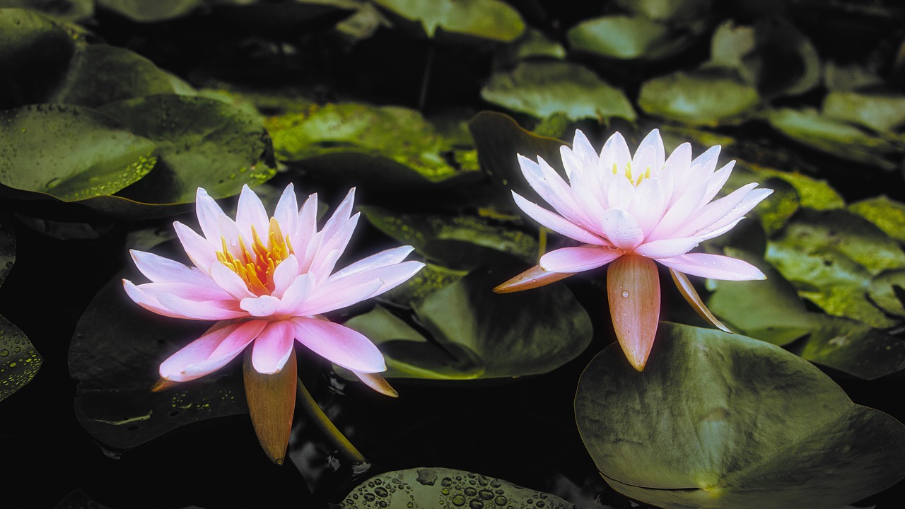 lotus  pond  flower free photo