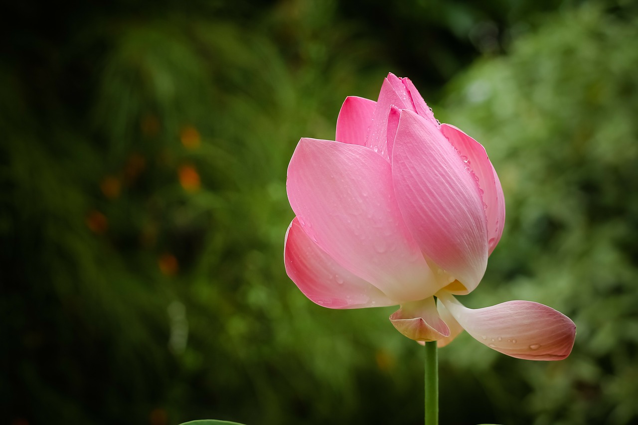 lotus flowers red free photo