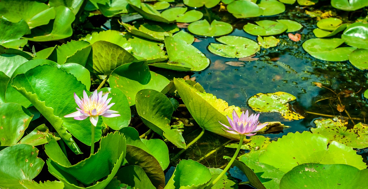 lotus lake pond free photo