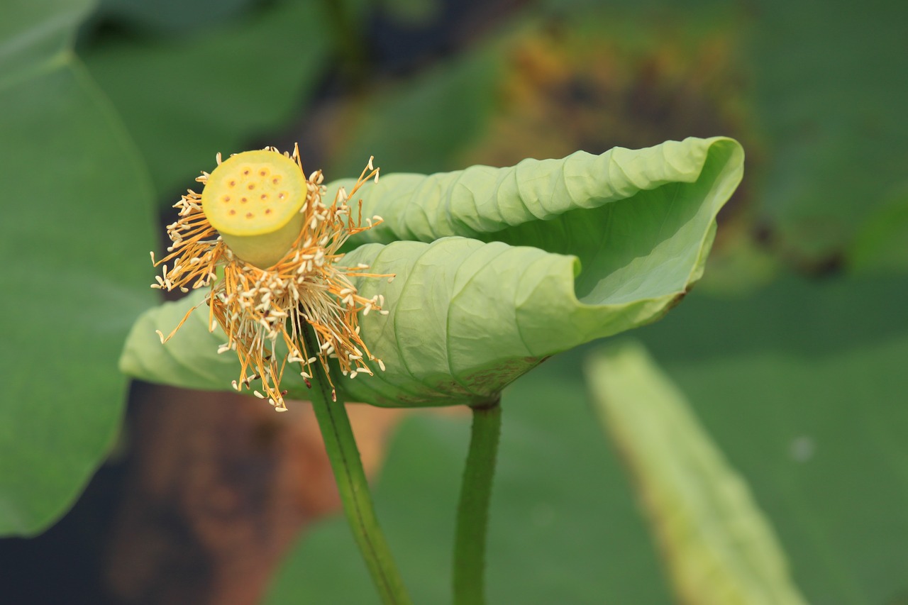 lotus  kite  nature free photo