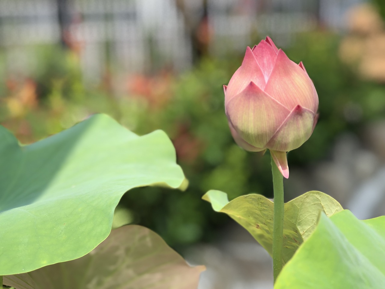 lotus  bud  潔 net free photo