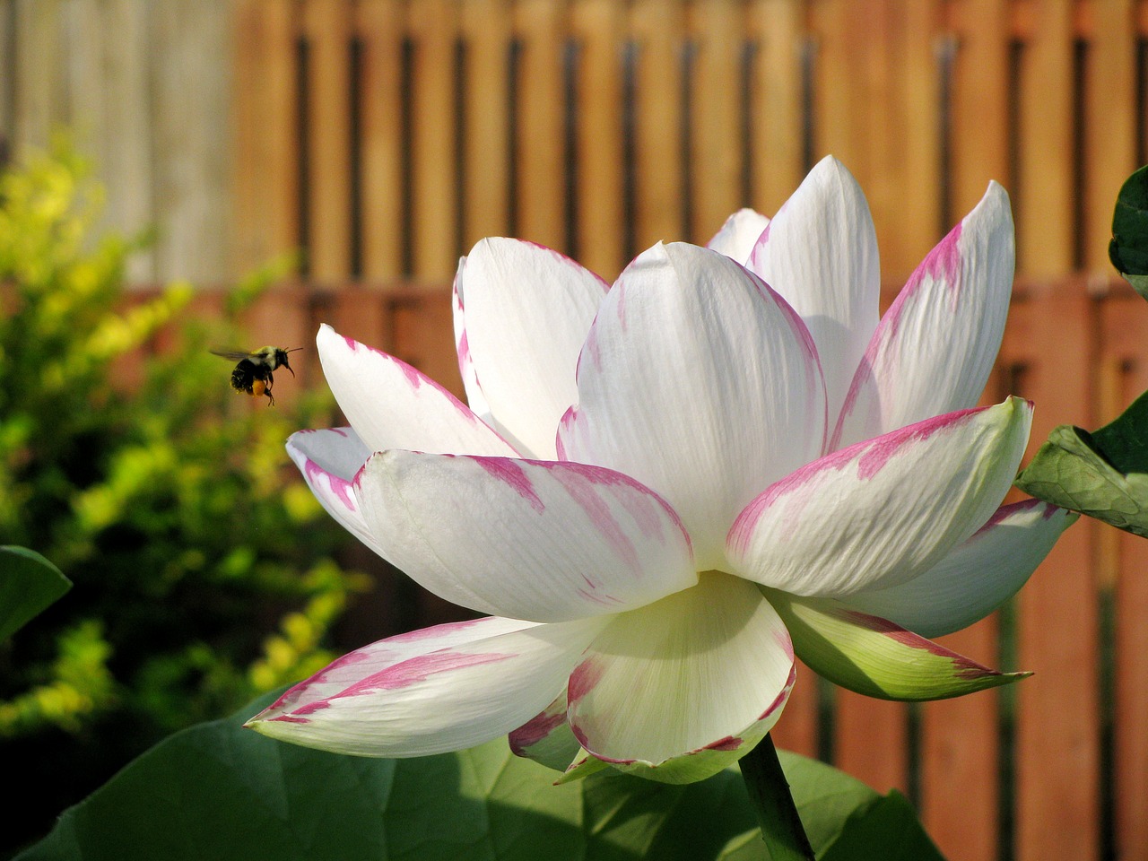 lotus  flower  white free photo