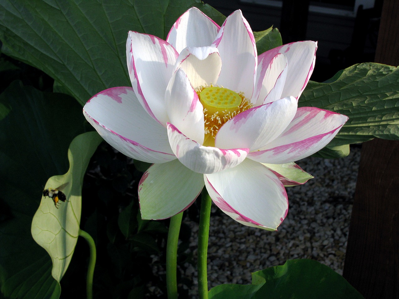 lotus  flower  blossom free photo