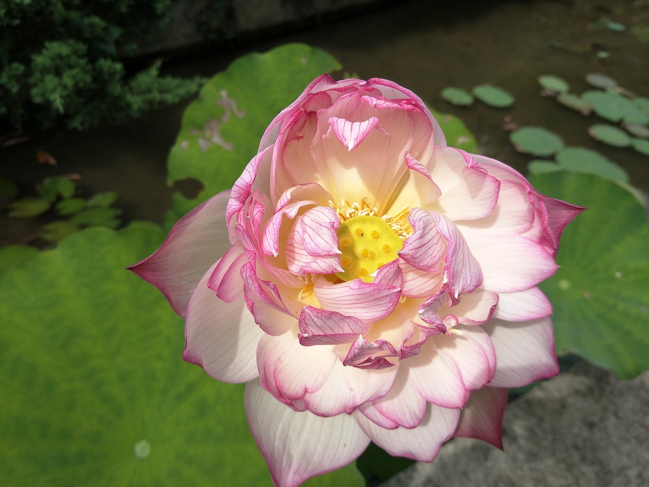 lotus  plant free pictures free photo