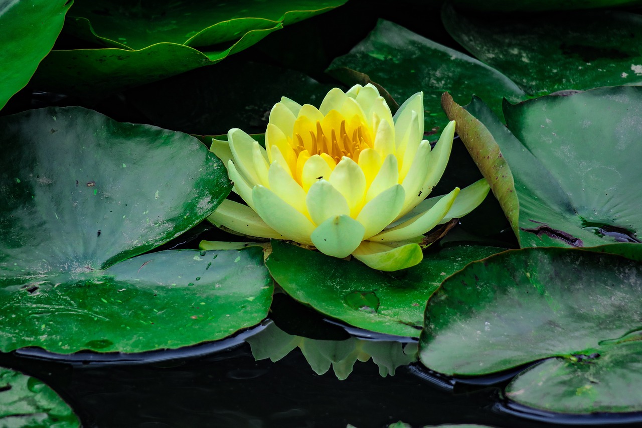 lotus  flower  flowering free photo