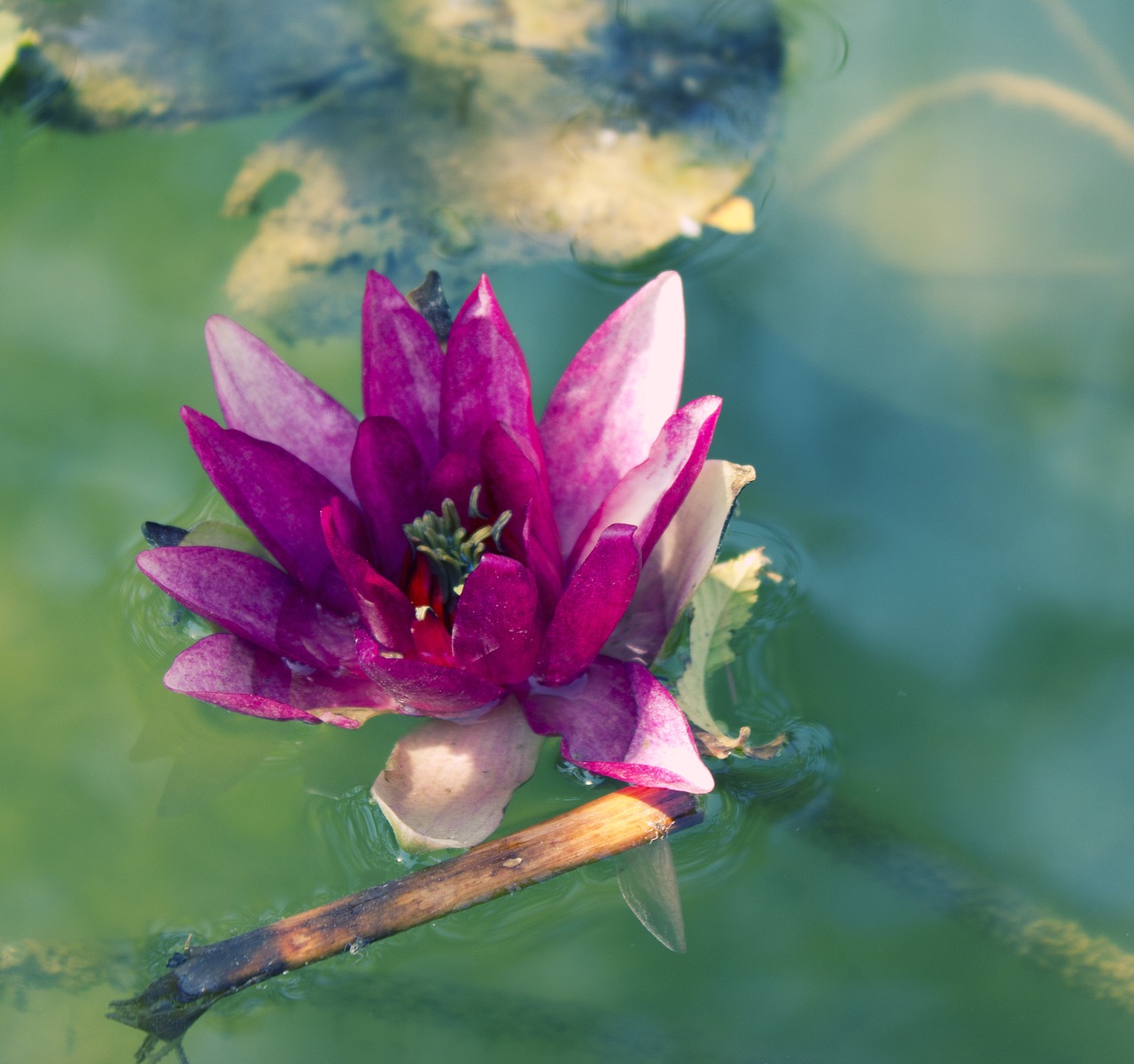 lotus  flower  water free photo