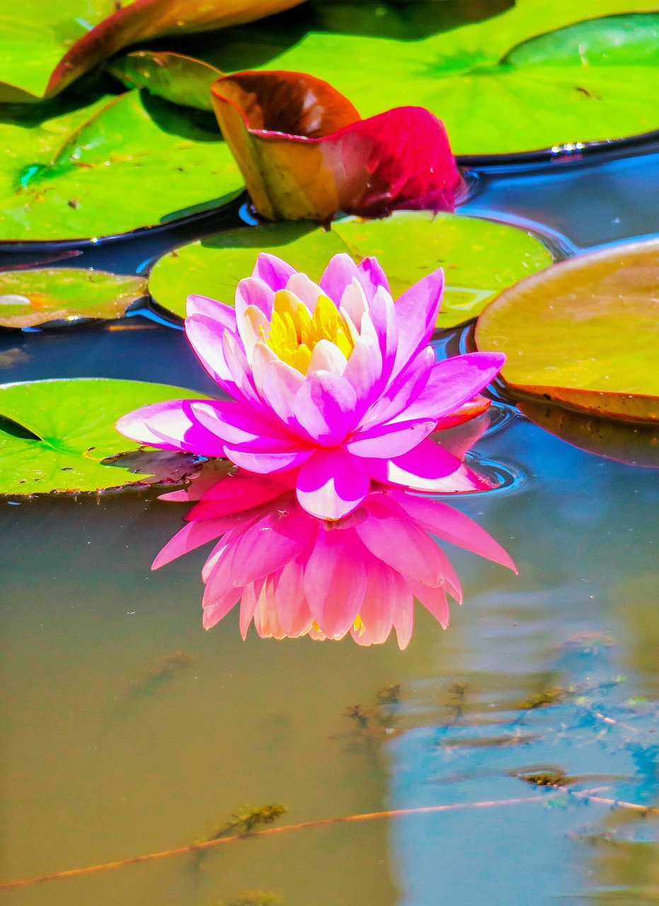 lotus  aquatic  plant free photo