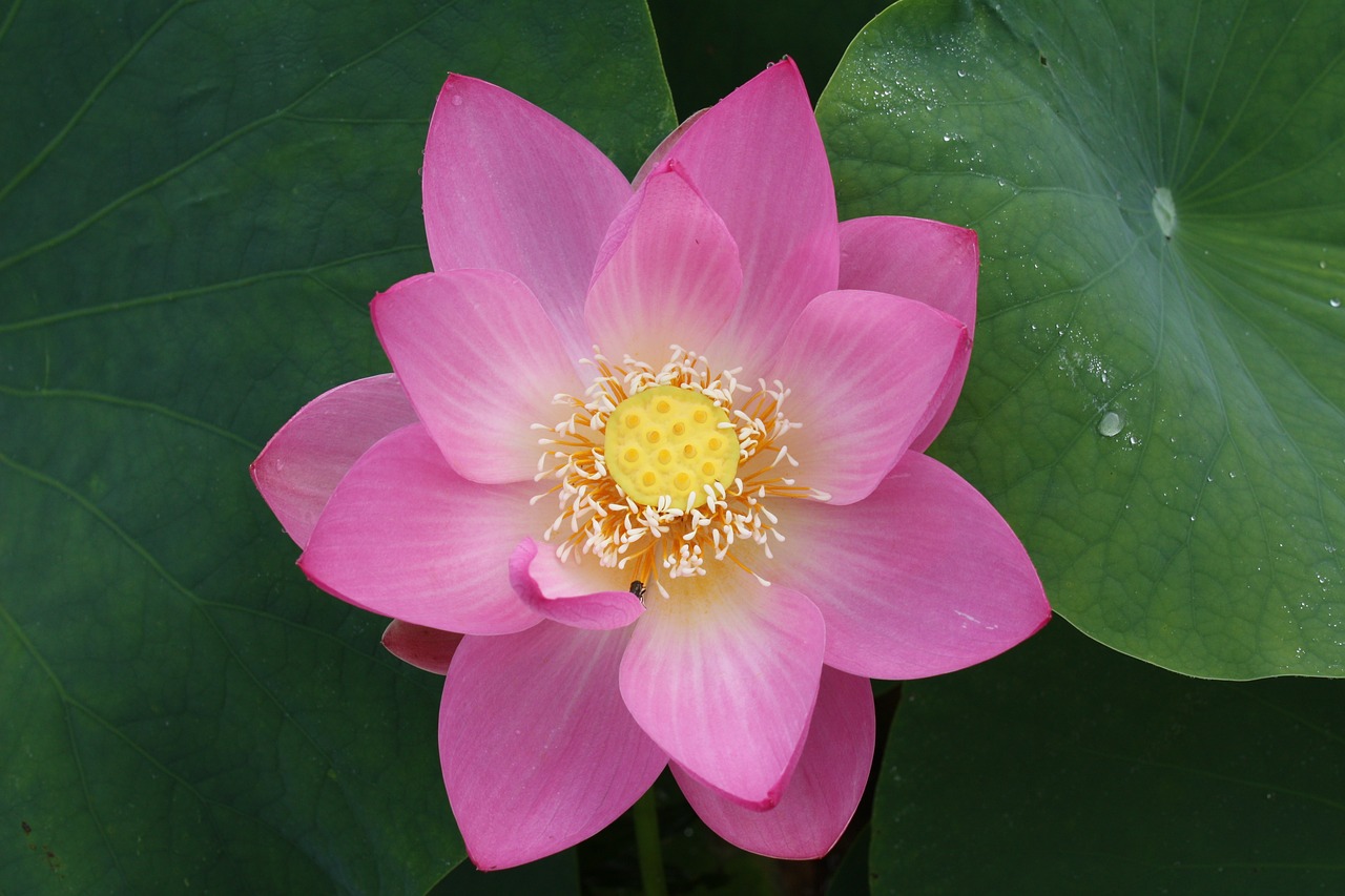 lotus  井戸尻  plant free photo