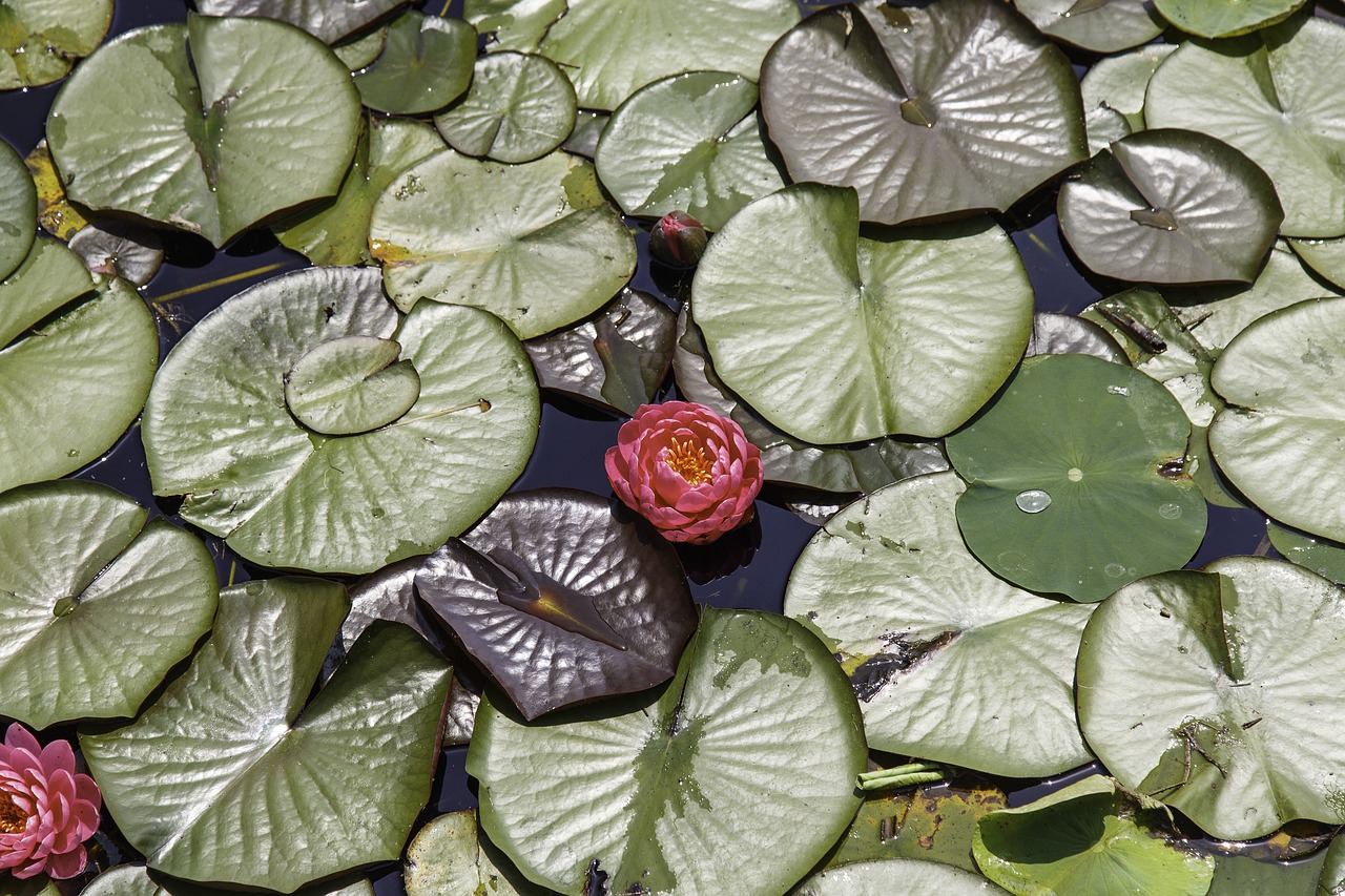 lotus  water lilies  nail free photo