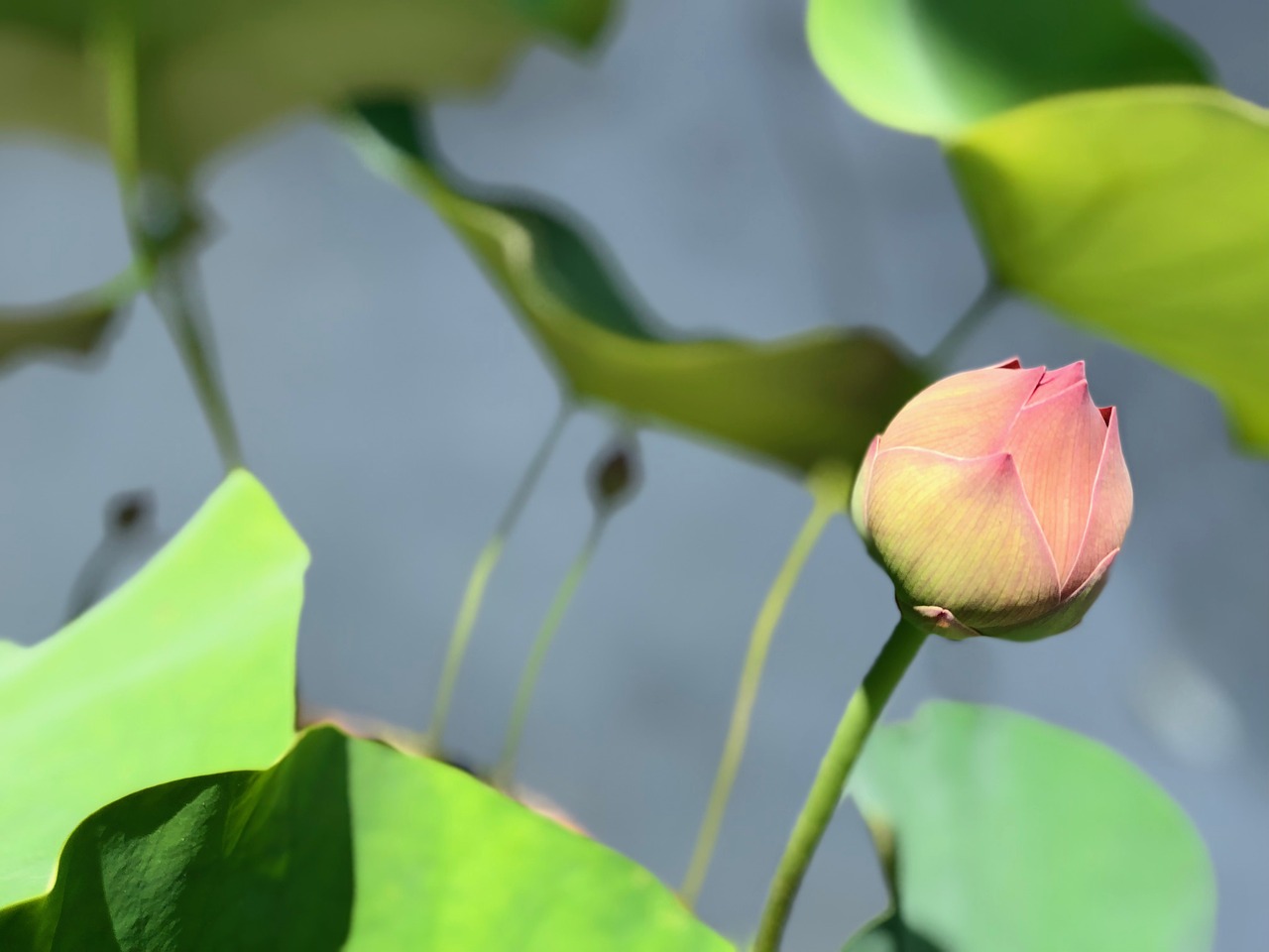 lotus  bud  spring free photo