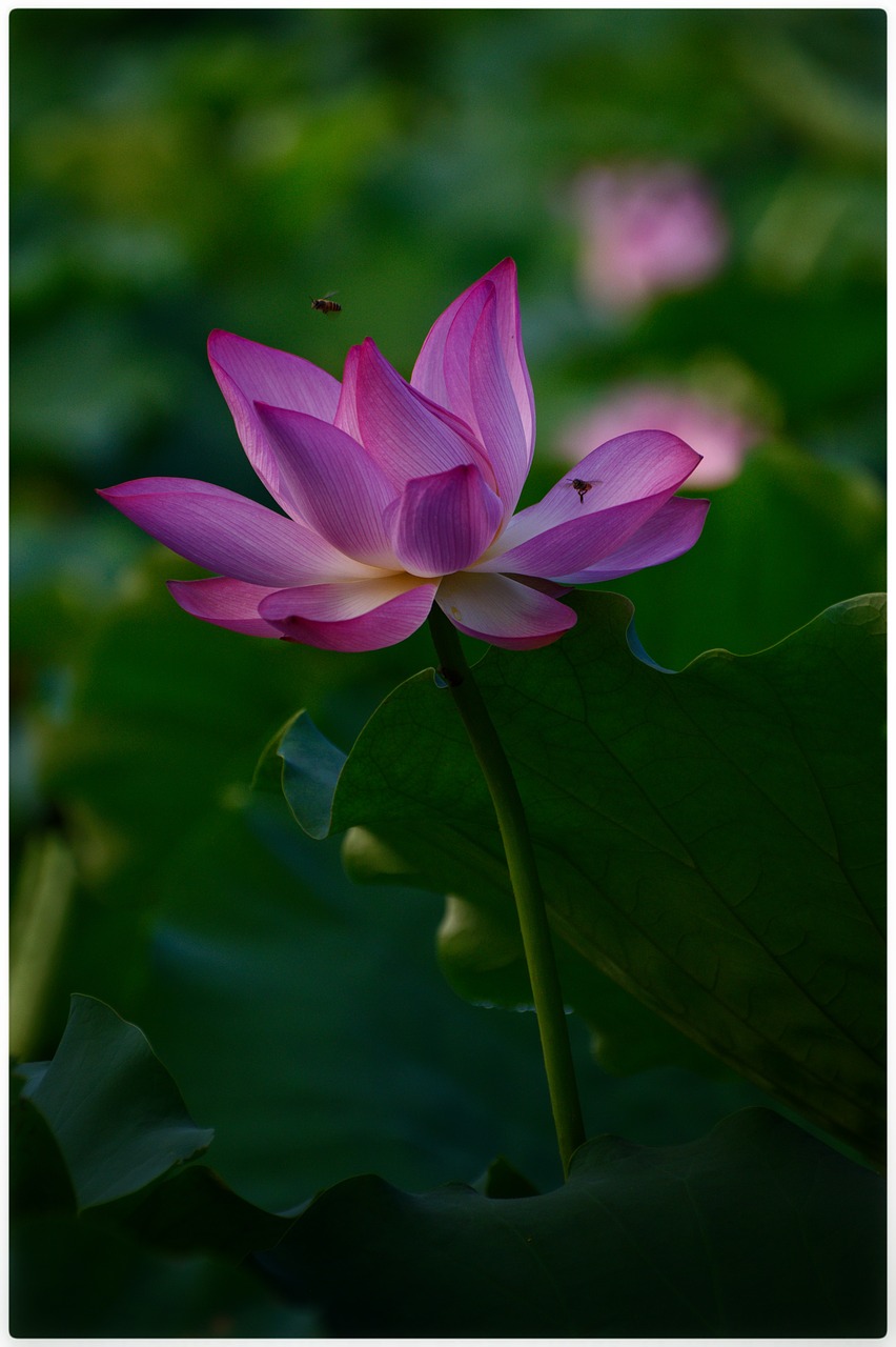 lotus  pink  insects free photo