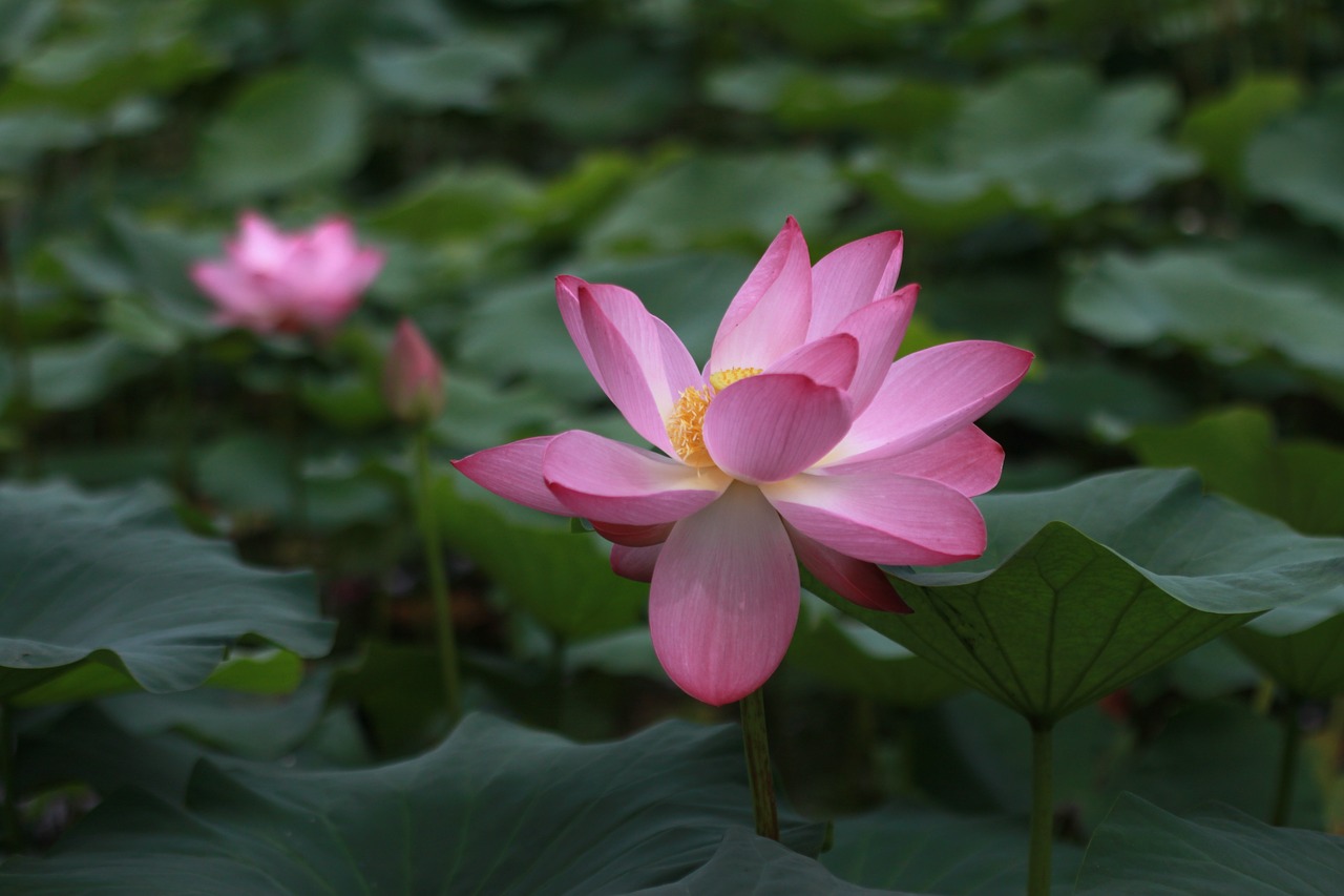 lotus  water lilies  nature free photo