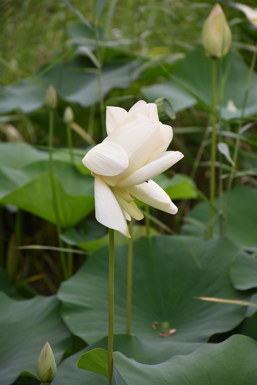 lotus  summer  flower free photo