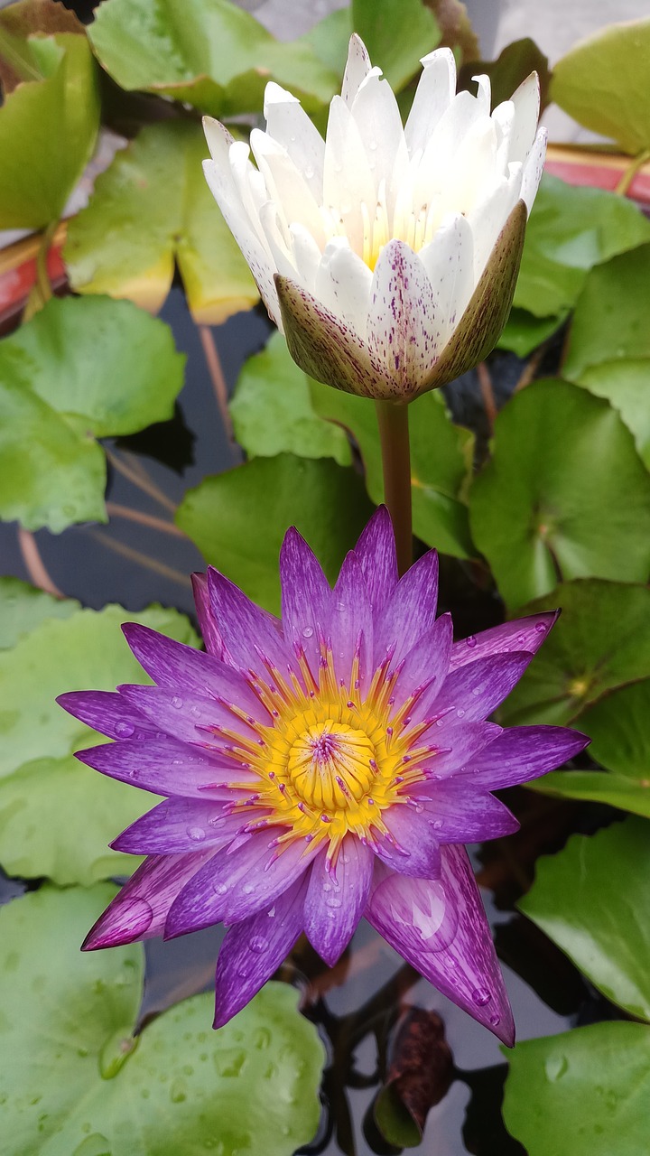 lotus  water plants  lily free photo