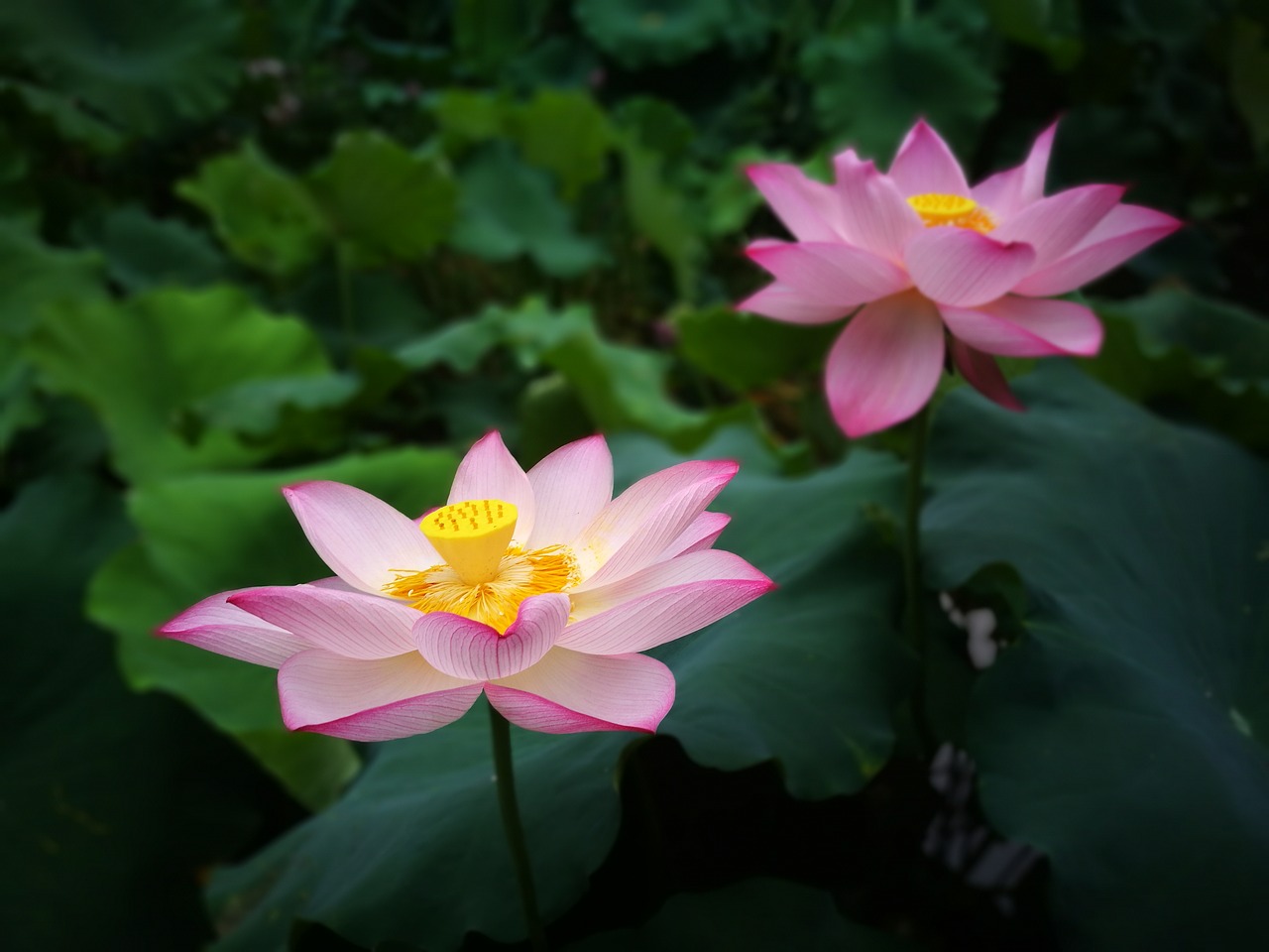 lotus  flower  lotus leaf free photo