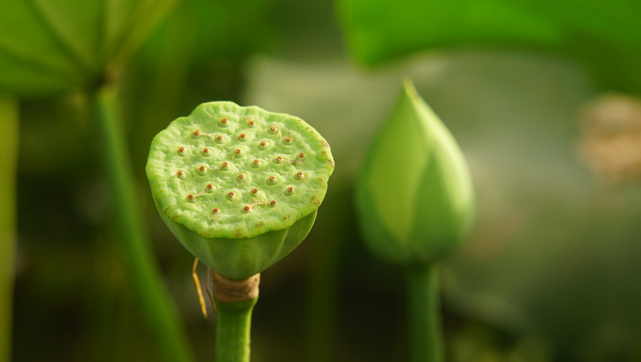 lotus  flower  green free photo