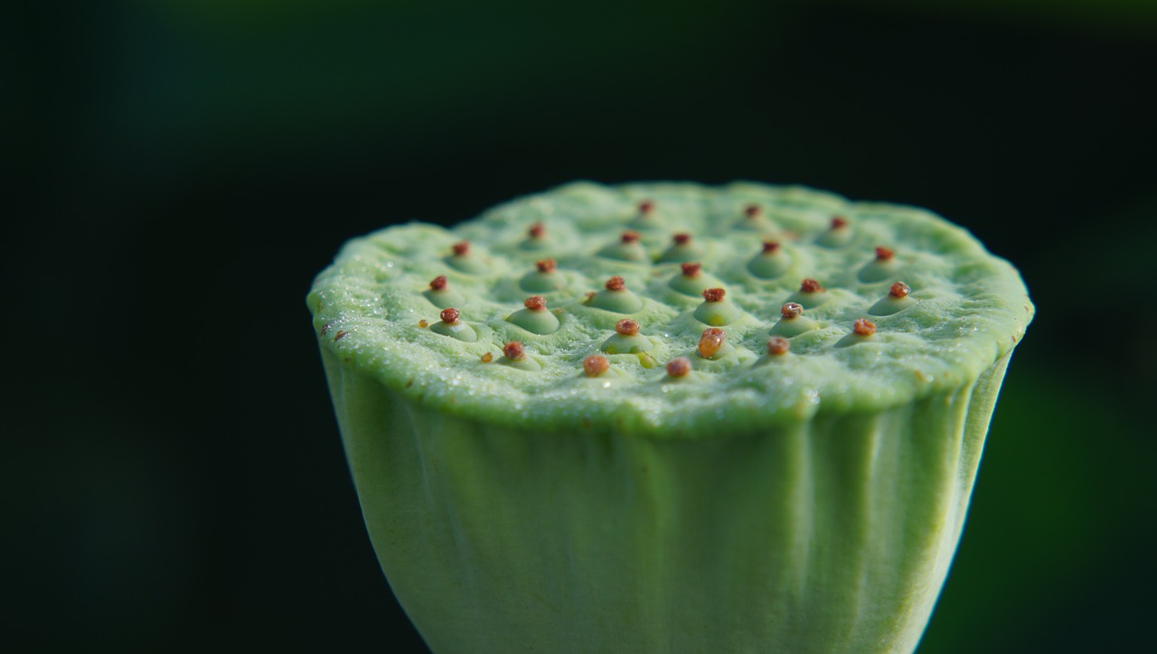 lotus  flower  macro free photo