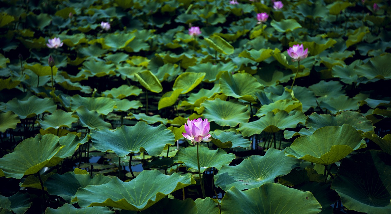 lotus  water  pond free photo