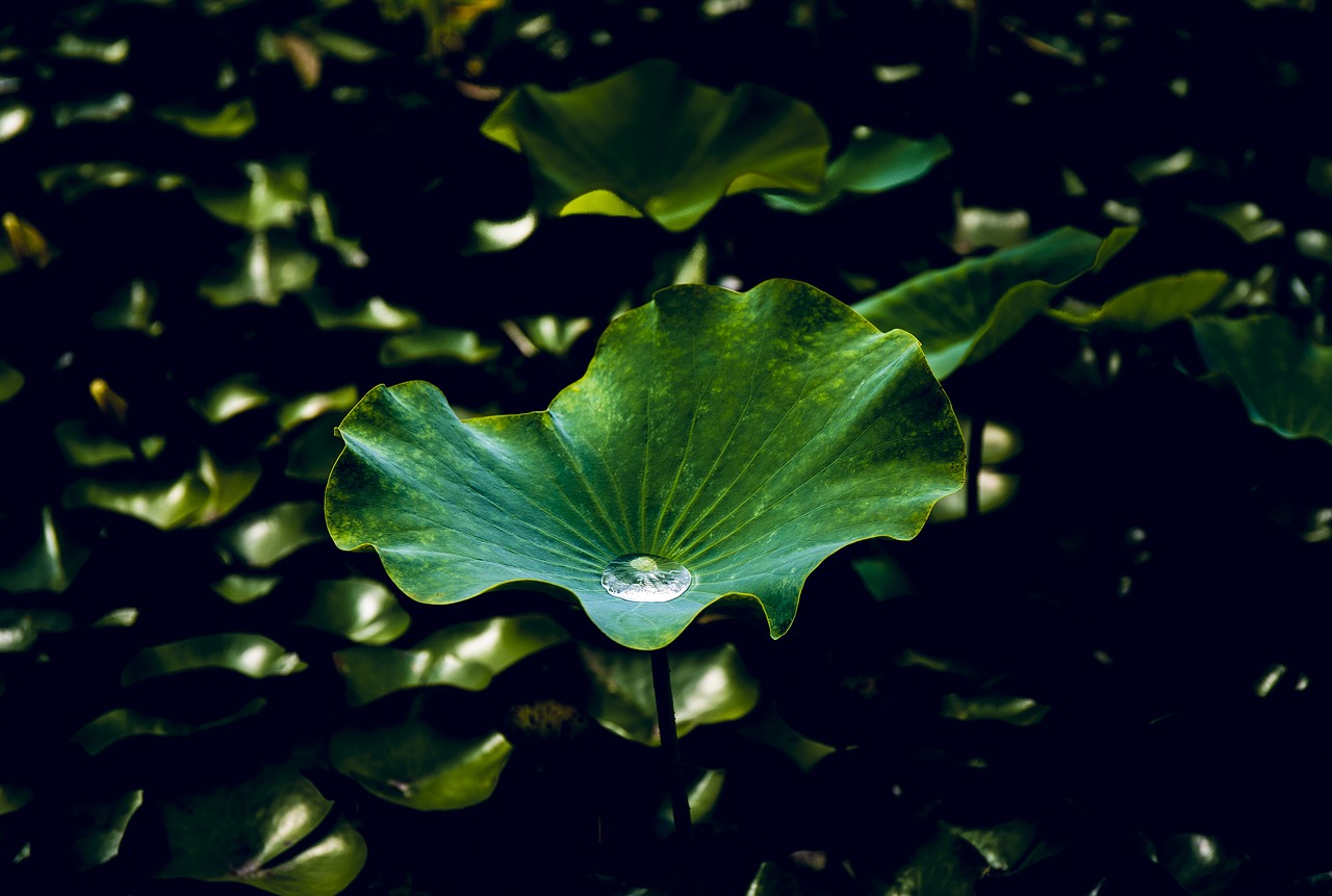 Ненамокающий лист лотоса