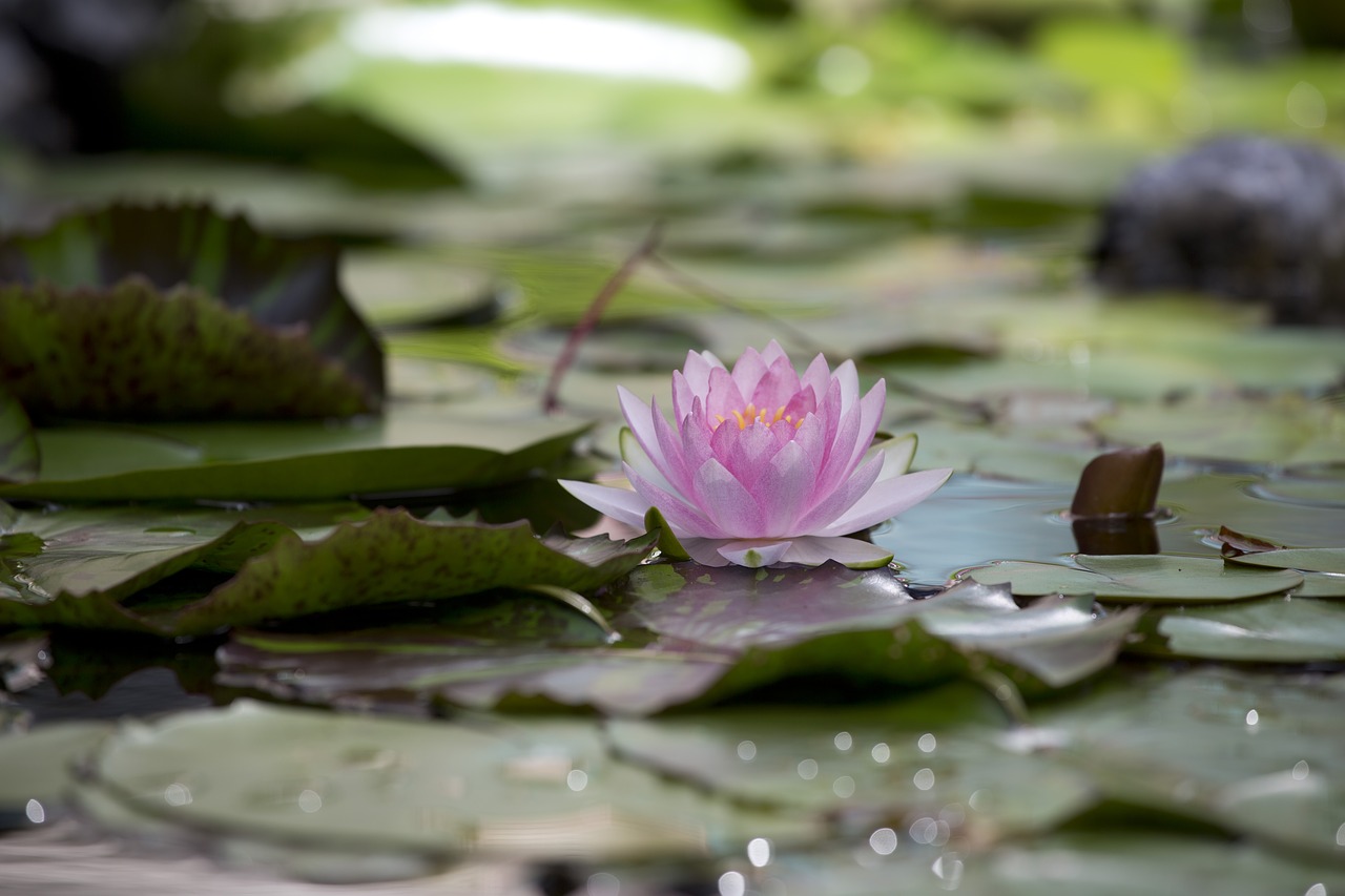 lotus  flower  aquatic plants free photo