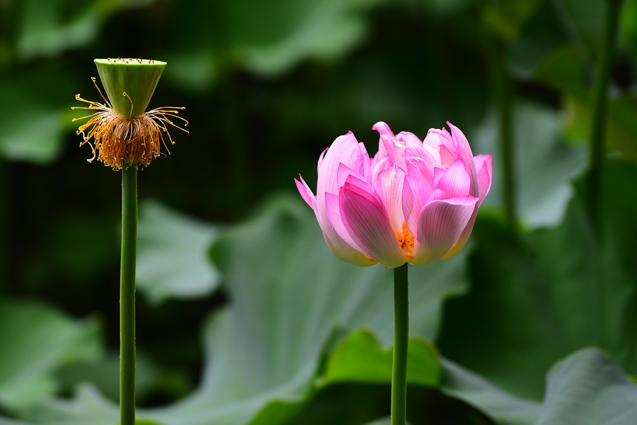 lotus  flower  plant free photo