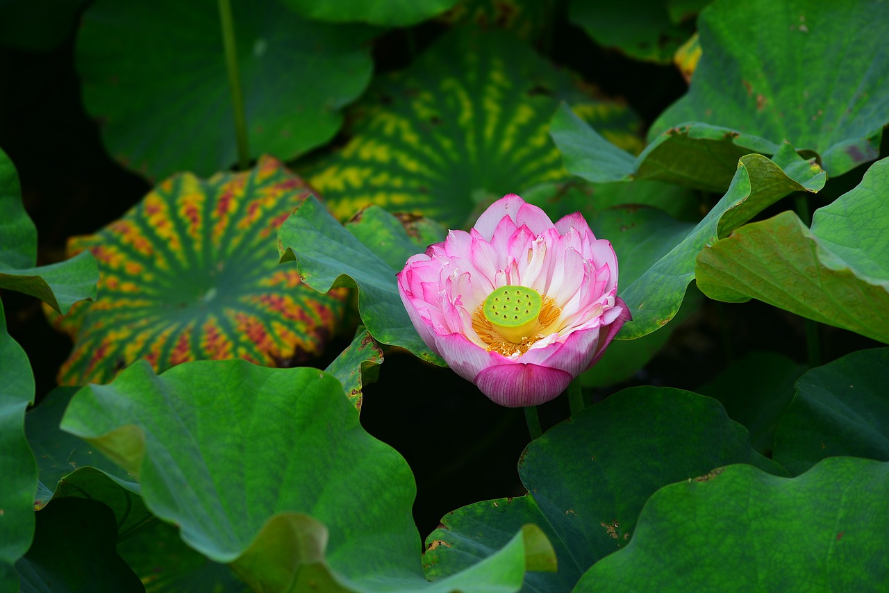 lotus  flower  plant free photo