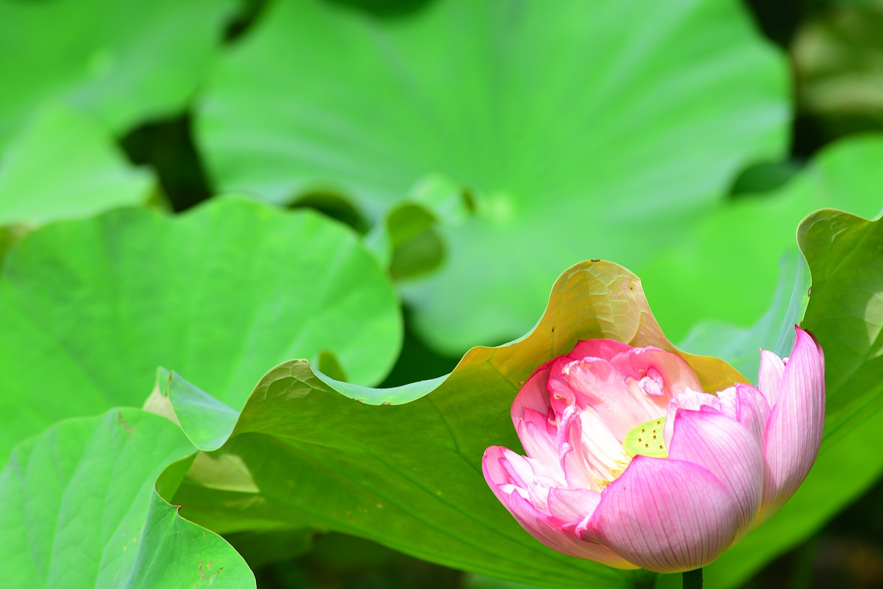 lotus  flower  plant free photo