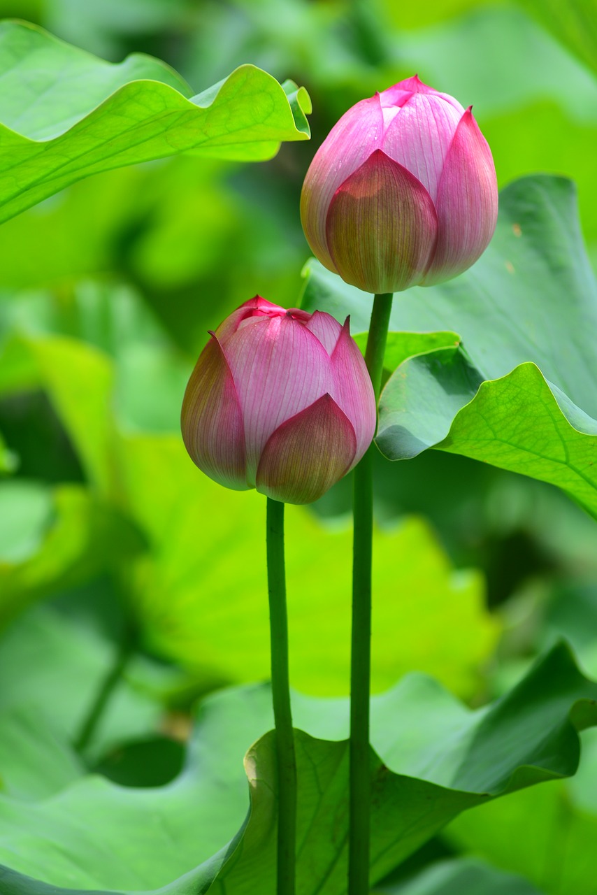 lotus  flower  plant free photo